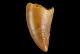 Serrated, Raptor Tooth - Real Dinosaur Tooth #124883-1
